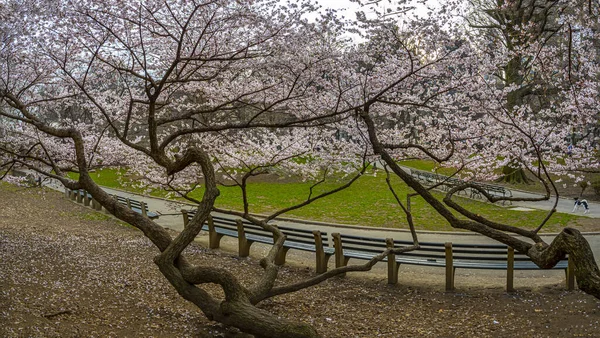 Våren Central Park New York — Stockfoto