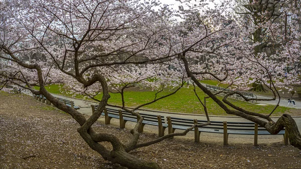 Primavera Central Park Nueva York — Foto de Stock