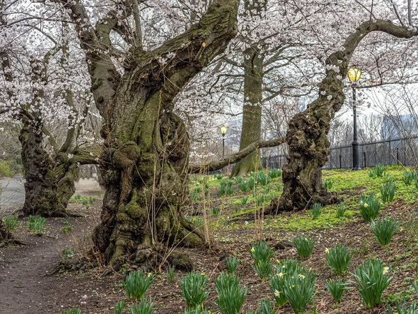 Central Park Bahar New York Şehri Krabapple Bloom Ağaç Ağacı — Stok fotoğraf