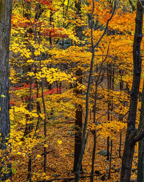 Harriman State Park Rockland Orange Ilçelerinde Yer Alıyor — Stok fotoğraf