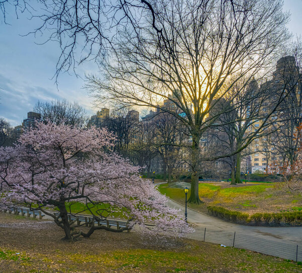 Spring in Central Park, New York City