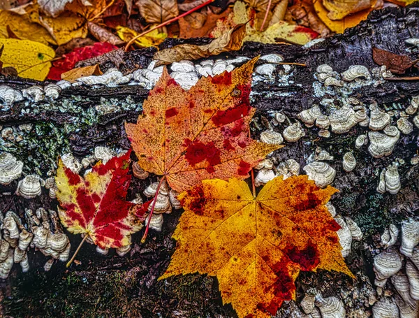 Orman Akçaağaç Yapraklarında Sonbahar Yaprakları Mantarla Kaplı — Stok fotoğraf
