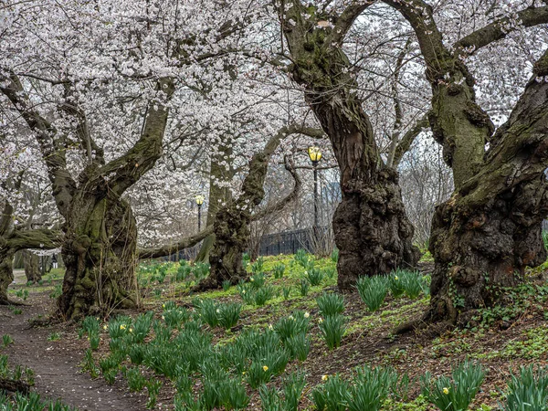 Central Park Bahar New York Şehri Krabapple Bloom Ağaç Ağacı — Stok fotoğraf