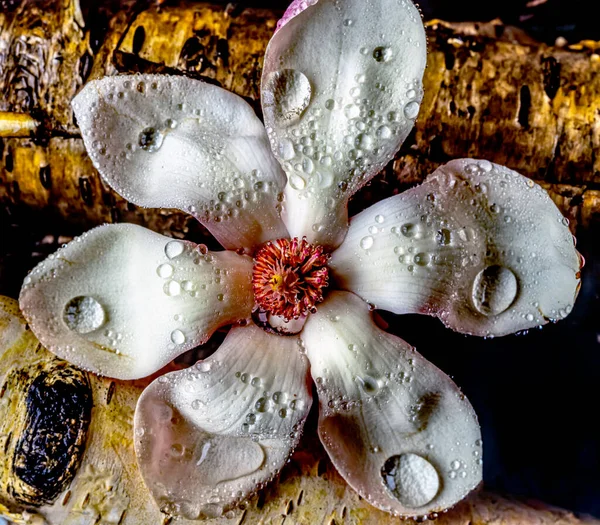 Magnolia Tree Spring Single Flower Log Rain Water Drops — Stock Photo, Image