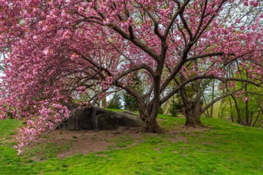 Central Park 'ta bahar, New York