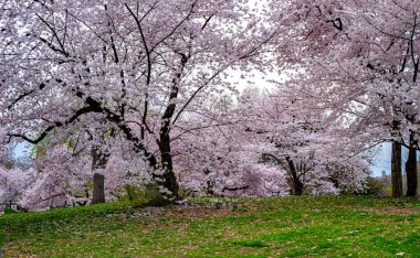 Central Park 'ta bahar, New York