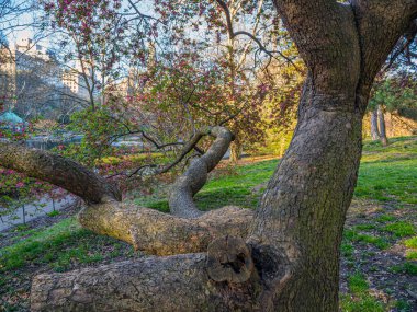 Central Park 'ta bahar, New York