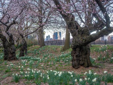 Central Park 'ta bahar, New York