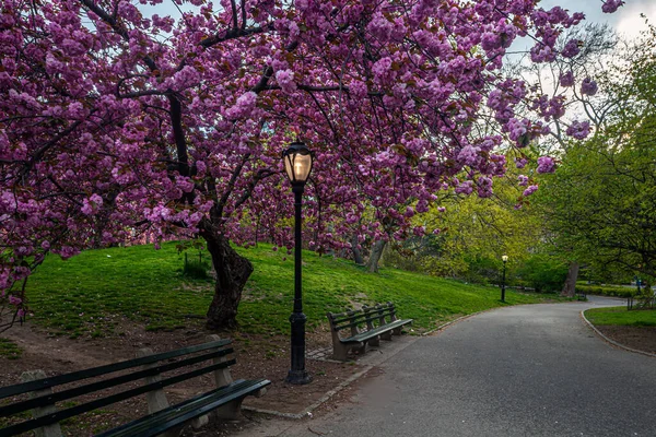 Voorjaar Central Park New York City — Stockfoto