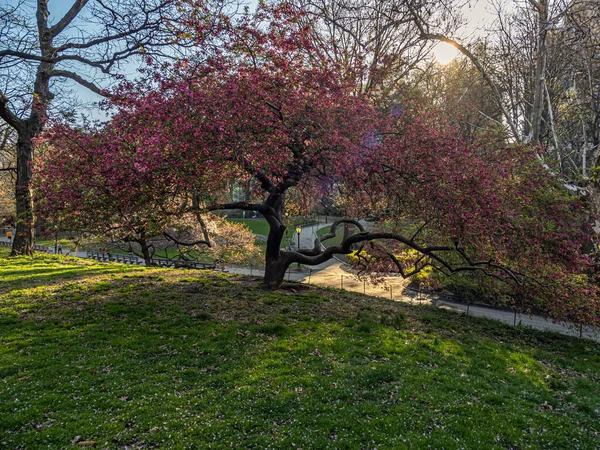 Primavera Central Park Nueva York — Foto de Stock