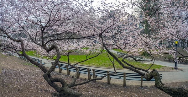 Frühling Central Park New York City — Stockfoto