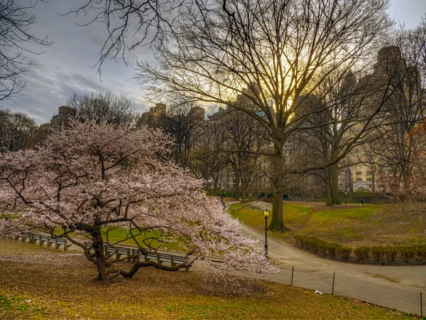 Primavera Central Park Nueva York —  Fotos de Stock