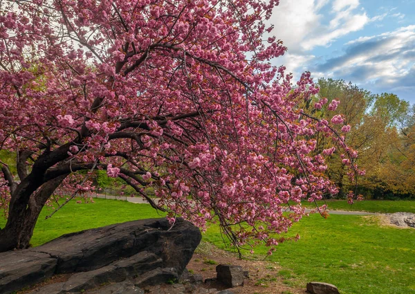 Весна Центральном Парке Нью Йорка — стоковое фото