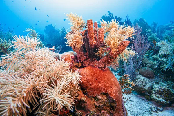 Caraïbisch Koraalrif Voor Kust Van Het Eiland Roatan — Stockfoto