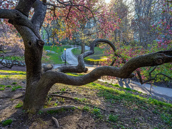 Våren Central Park New York — Stockfoto