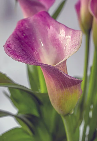 Calla Κρίνος Διάταξη Ένα Λουλούδι Υγρό Ροζ — Φωτογραφία Αρχείου