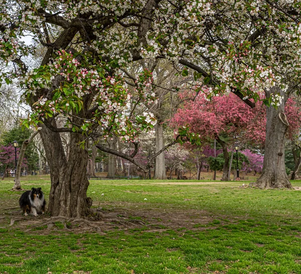 Voorjaar Central Park New York City — Stockfoto