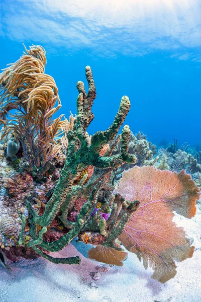Karibisches Korallenriff Vor Der Küste Des Slands Von Roatan — Stockfoto