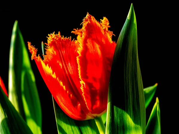 Blumenstrauß Ist Eine Sammlung Von Blumen Einem Kreativen Arrangement — Stockfoto