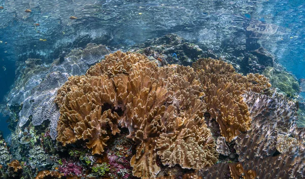 Κοραλλιογενής Ύφαλος Στον Νότιο Ειρηνικό Πολύ Ρηχή Περιοχή — Φωτογραφία Αρχείου