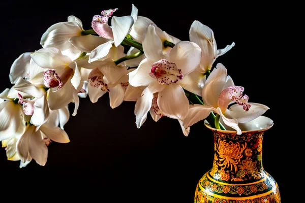 Phalaenopsis Běžně Známý Jako Můra Orchideje Detailní — Stock fotografie