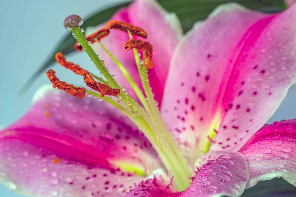 Lilium Lirio Stargazer Lirio Híbrido Del Grupo Oriental Sobre Fondo — Foto de Stock