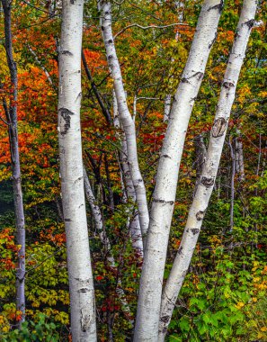 Betula papyrifera, beyaz huş ağacı ve kano huş ağacı olarak da bilinen, Kuzey Amerika 'da yetişen kısa ömürlü bir huş ağacı türüdür.. 