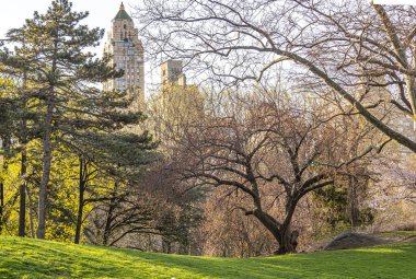 Central Park 'ta bahar, New York Şehri, sabahın erken saatlerinde çiçek açan ağaçlarla