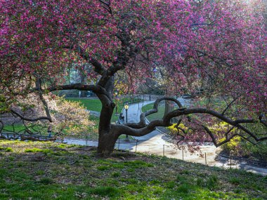 Central Park 'ta bahar, New York City' de çiçek açan ağaçlar
