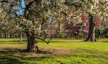 Central Park 'ta bahar, New York Şehri, sabahın erken saatlerinde çiçek açan ağaçlarla