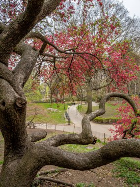 Central Park 'ta bahar, New York City' de çiçek açan ağaçlar