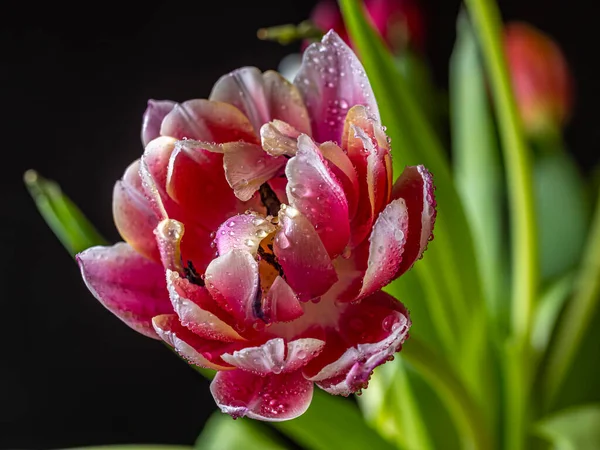 Close Flower Arrangement Studio Setting — Stock Photo, Image