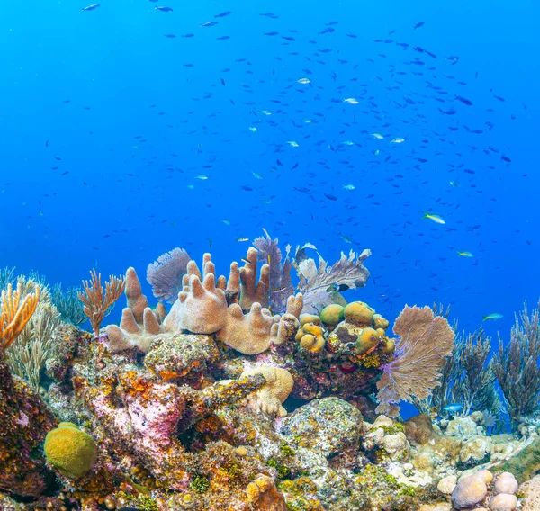 Barriera Corallina Dei Caraibi Largo Della Costa Dell Isola Roatan — Foto Stock