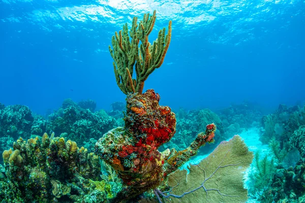 Karibisches Korallenriff Vor Der Küste Der Insel Roatan Honduras — Stockfoto
