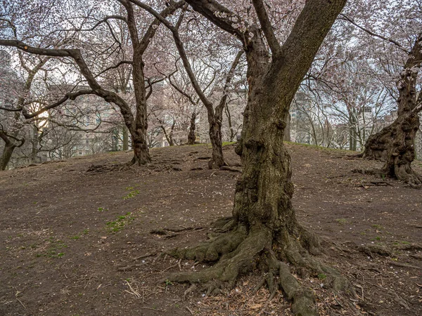 Spring Central Park New York City Early Morning Flowering Trees — Stock Photo, Image