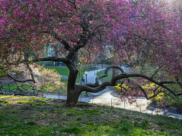 Spring in Central Park, New York Cit with flowering trees
