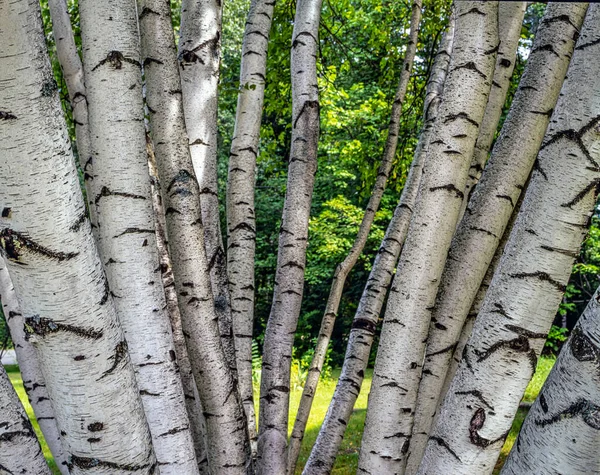 Betula Papyrifera Paper Birch Also Known White Birch Canoe Birch — Stok fotoğraf