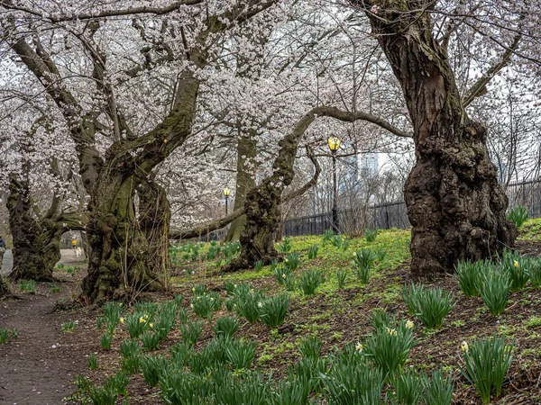 Våren Central Park New York Tidig Morgon Med Blommande Träd — Stockfoto