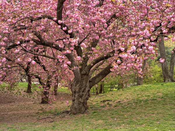 Spring Central Park New York City Flowering Japanese Cherry Trees — Stock Photo, Image