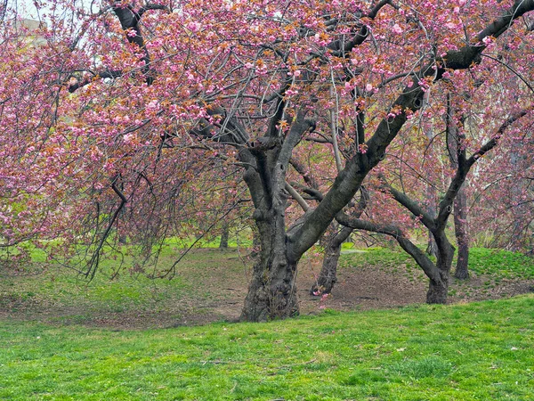 Primavera Central Park Nova York Com Árvores Cerejeira Japonesas Florescentes — Fotografia de Stock