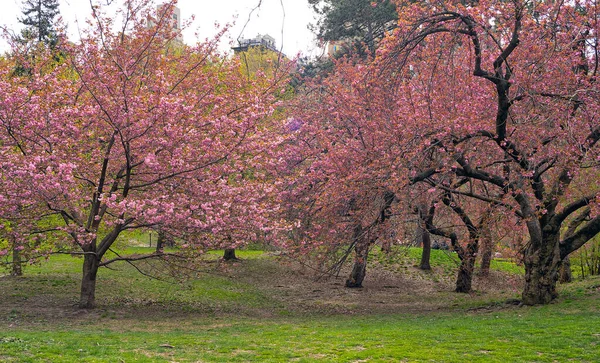 Lente Central Park New York City Met Bloeiende Japanse Kersenbomen — Stockfoto