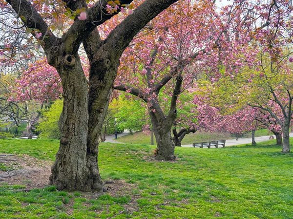 Baharda Central Park, New York 'ta çiçek açan Japon kiraz ağaçları