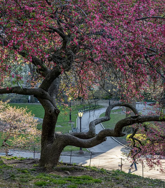Printemps Central Park New York Cit Avec Des Arbres Fleurs — Photo