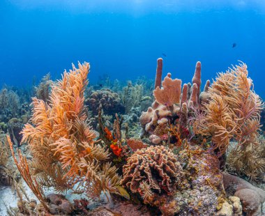 Honduras, Roatan adasının kıyısındaki Karayip mercan resifi.