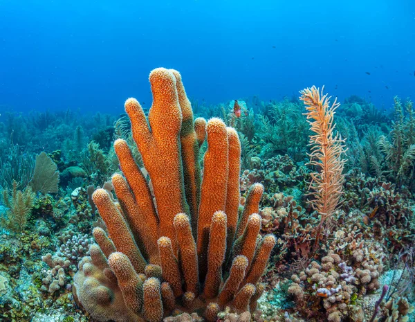 Arrecife Coral Caribeño Frente Costa Isla Roatán Honduras —  Fotos de Stock