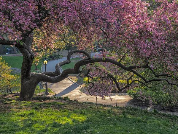Spring Central Park New York City — Stock Photo, Image