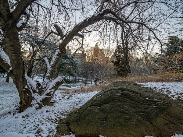 Central Park Vintern Japanska Körsbär Träd Efter Snöstorm — Stockfoto