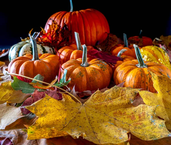 Bodegón Otoño Con Hojas Otoño Calabazas Sobre Fondo Negro —  Fotos de Stock