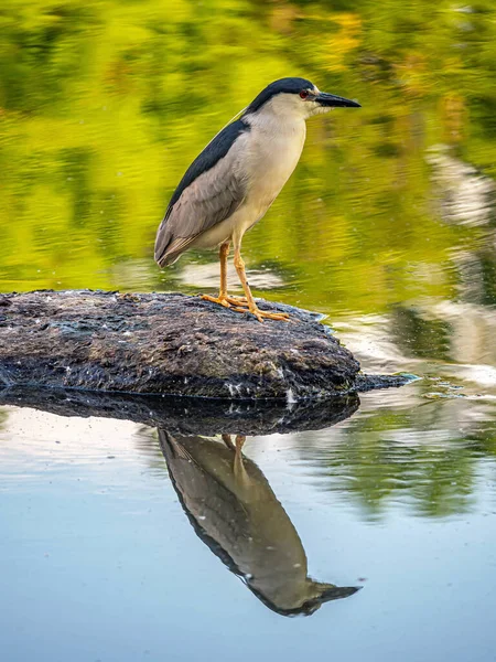 Black Crowned Night Heron Nycticorax Nycticorax Black Capped Night Heron — Stock Photo, Image