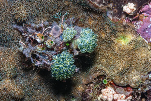 Tunicate Marine Invertebrate Animal Member Subphylum Tunicata Part Chordata — Stock Photo, Image